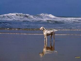 Dog On The Beach Wallpaper