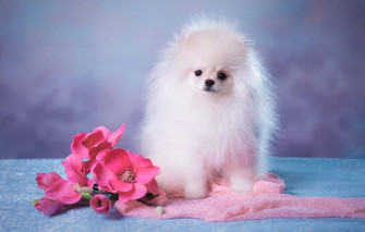 Pink Puppies Wallpaper