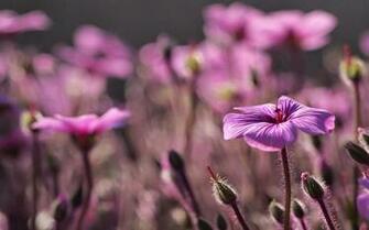 Ubuntu Vivid Vervet Community Wallpaper Sysads
