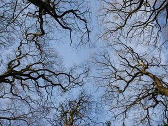 Branch Tree In Sky Wallpaper Background