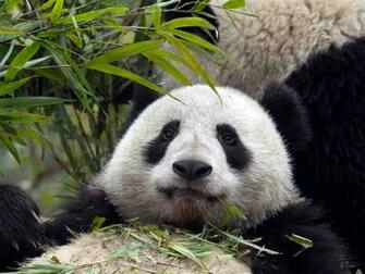 Giant Panda Wallpaper High Definition