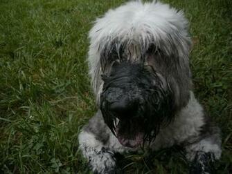 Old English Sheepdog Puppy Wallpaper