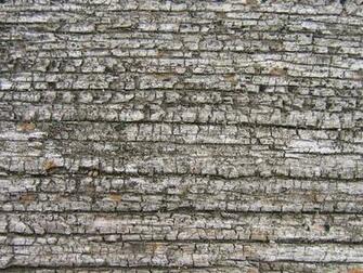 Weathered Wood Development