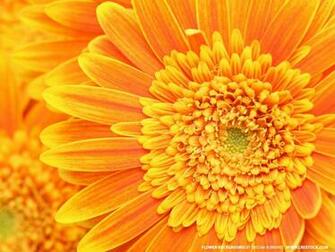 Orange Flowers Wallpaper