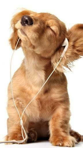 Puppy Live Wallpaper For Android By Happy