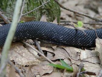 Black Snake Pictures HD Wallpaper In Animals Imageci