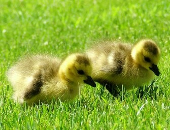 Awesome HD Duck Wallpaper In For Your