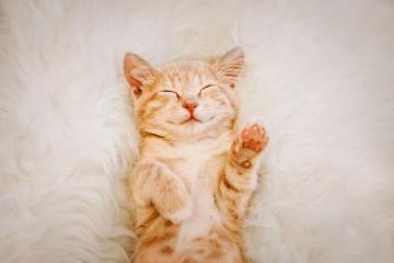 Cute Cat Photos Best Of Cats