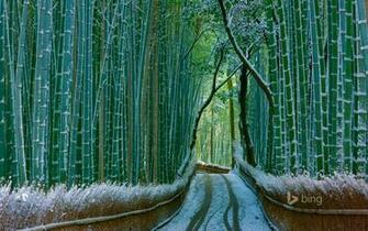 Op De Computer Opslaan Sagano Bamboo Forest Arashiyama Kyoto Japan