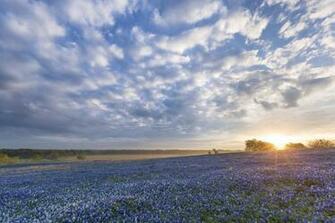 Bluebonnet Sunrise Ennis Texas Flowers Field Wallpaper