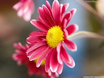 Flower Wallpaper For Desktop HD
