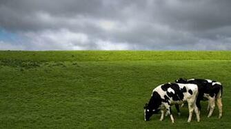 Holstein Cows HD Desktop Wallpaper Widescreen High