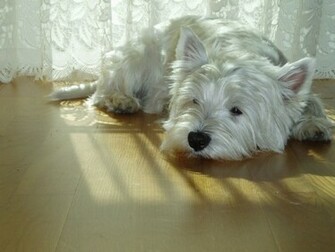 West Highland Terrier Desktop Wallpaper Nr By Visionfez