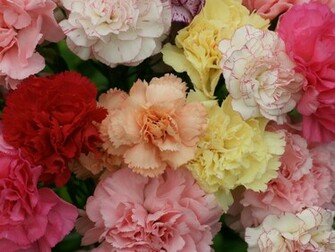 Earth Carnation Flower Wallpaper