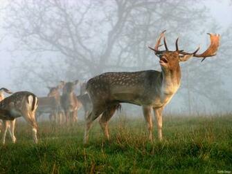Deer Screensavers