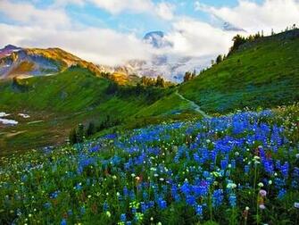Landscape Spring Meadow Flowers Wallpaper HD