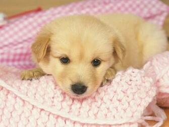 Cute Golden Retriever Puppies Wallpaper