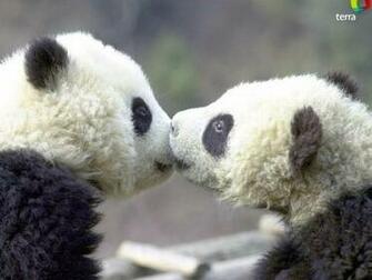 Panda Kiss Screensaver Screensavers