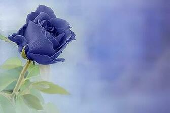 Blue Rose Wallpaper HD Desktopinhq Net