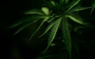 Fonds D Cran Marijuana Tous Les Wallpaper
