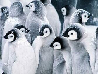 Penguins Wallpaper