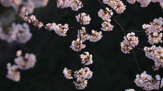 Aesthetic Flower Wallpaper