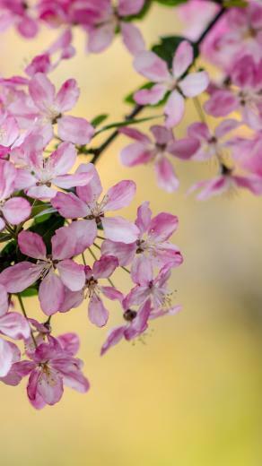 Android Wallpaper HD Beautiful Spring