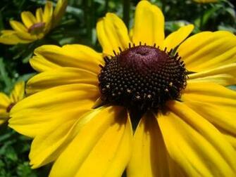 Yellow Daisy Wallpaper