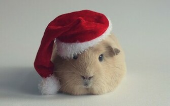 Funny Hamster Wallpaper With