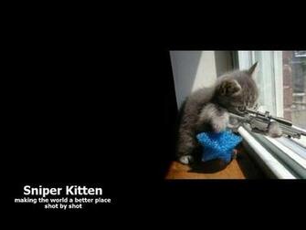 Funny Sniper Wallpaper Cats Desktop