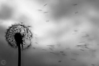Dandelion Black And White Wallpaper By