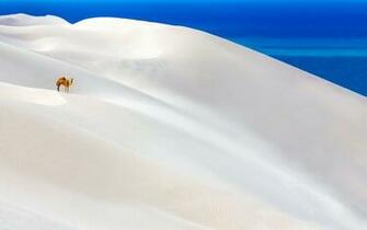 Camel HD Wallpaper Background Image