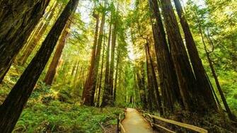 Road Through The Redwood Trees Wallpaper Nature