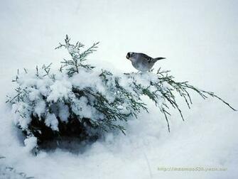 Pack Pics Christmas Snow Scene Wallpaper
