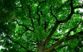Tree Crown Desktop Pc And Mac Wallpaper