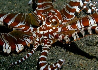 Mimic Octopus Wallpaper