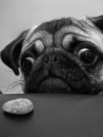 Animals Cute Dogs Nature Puppy