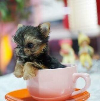 Teacup Yorkie On