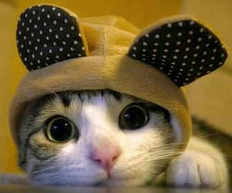 Cute Cat In The World Wallpaper Android