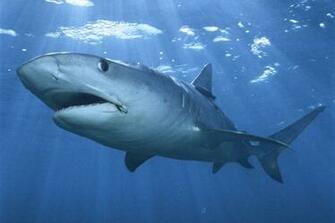 Beautiful Wallpaper Shark Desktop