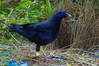 Bowerbird Wallpaper Animal Hq Pictures 4k