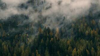 Foggy Forest Hill Wallpaper iPhone Android Desktop Background