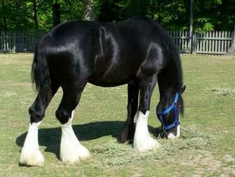 Clydesdale Wallpaper
