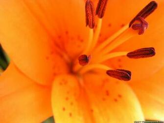Lily Flower Wallpaper