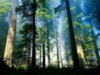 Aero Woods Windows Linux Photography Desktop Wallpaper