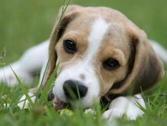 Funny WallpaperHD Wallpaper Pictures Of Dogs And Puppies