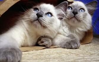 Siamese Cat HD Photography Wallpaper Siam