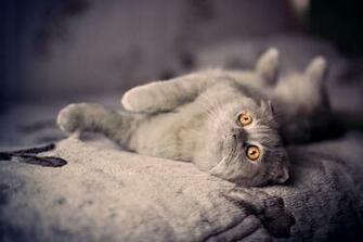 Cat And Dog Screensaver Animated Wallpaper Torrent
