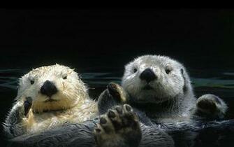Otter HD Desktop Wallpaper 7wallpaper Net