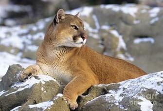 Mountain Lion Wallpaper Background HD Hivewallpaper